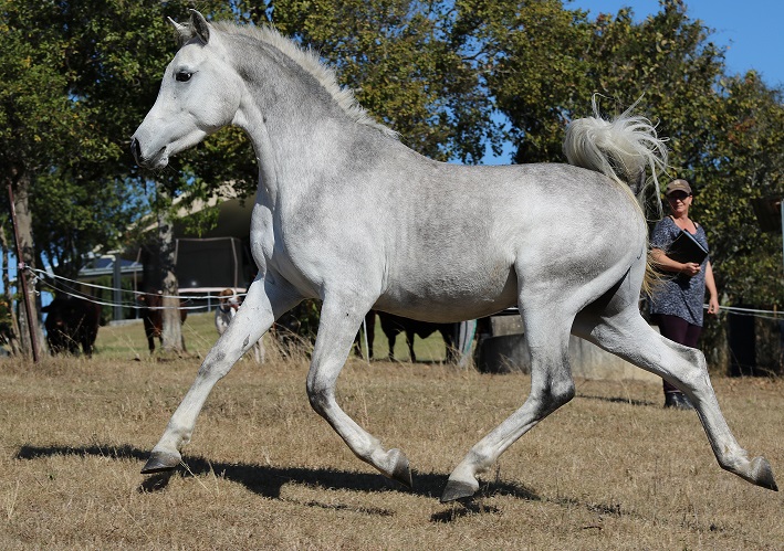 Zhajaan in July 2018