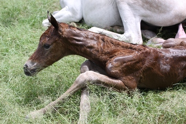 Very newborn colt